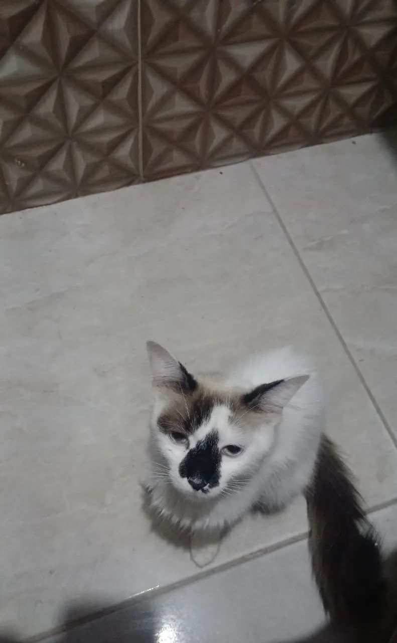 Doação Gata raça ANGORA?