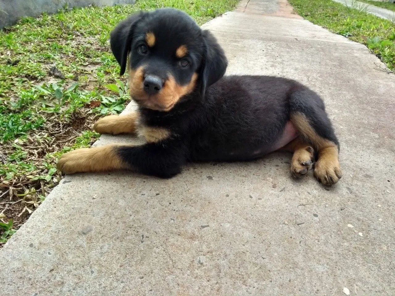 Rottweiler filhote 