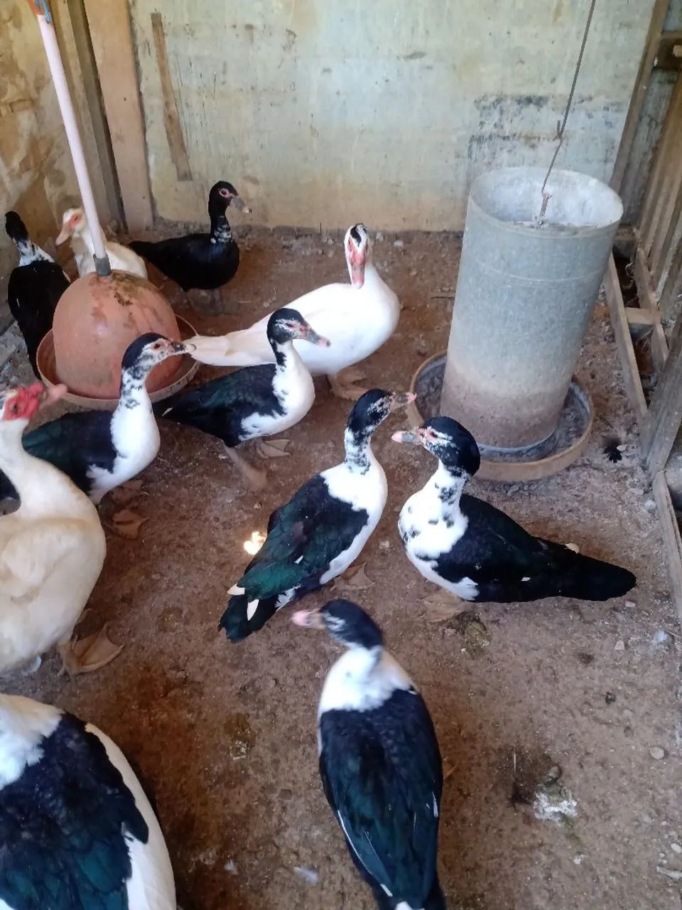 Patos  - Foto 4