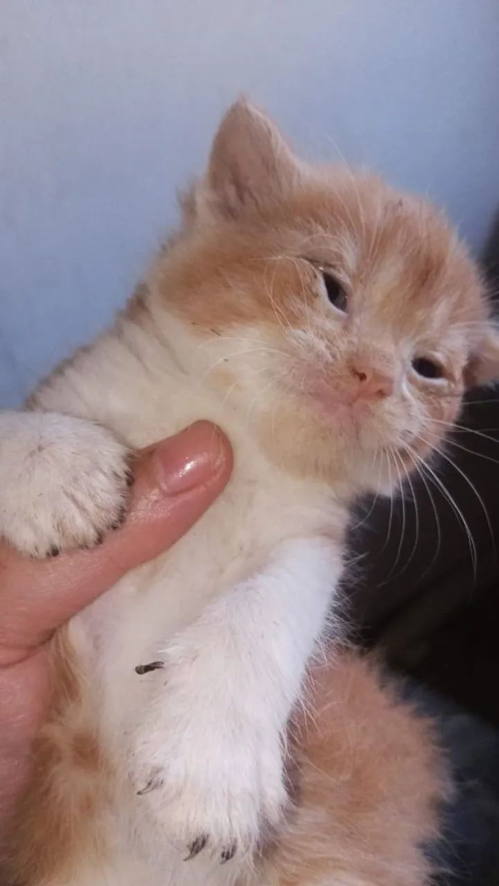 Vendo filhotes de gato persa 