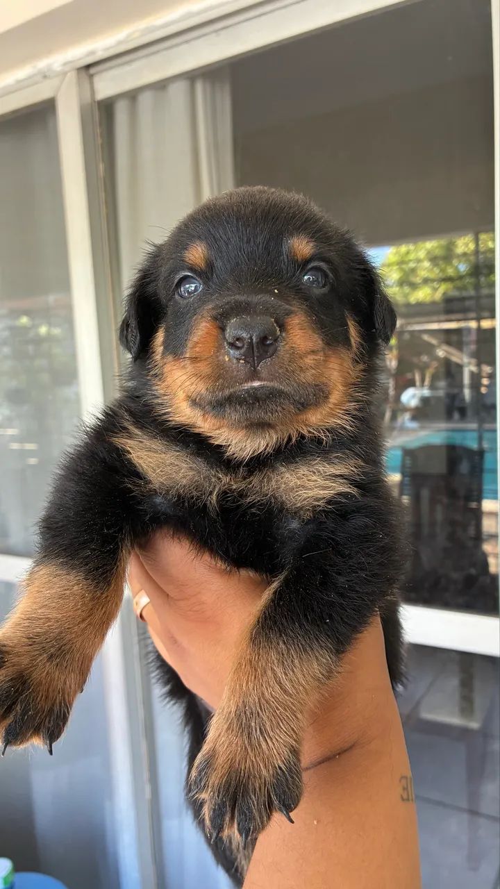 Filhotes de Rottweiler