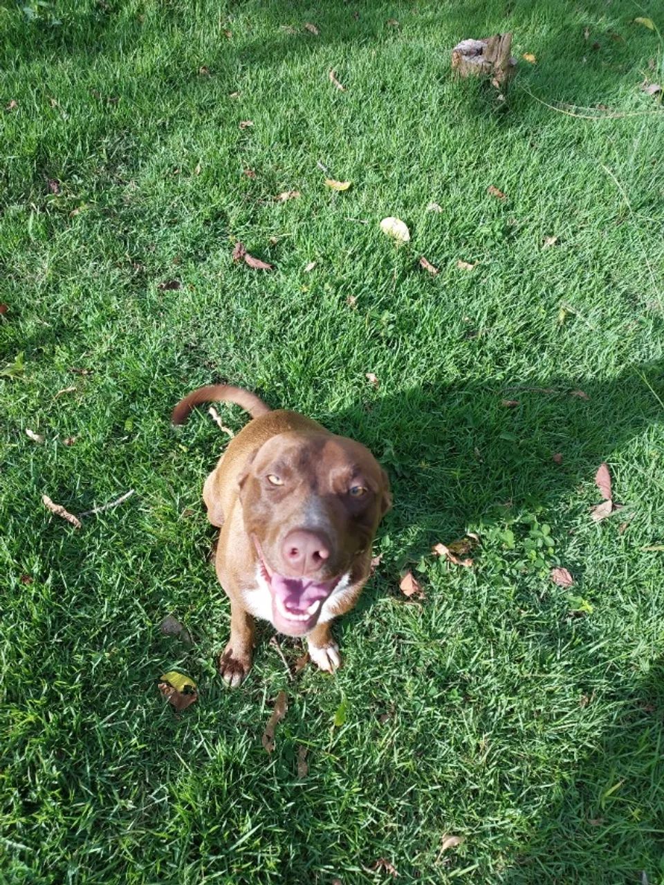 Pitt bull - Foto 5