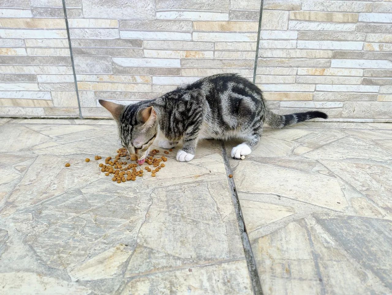 Gatinho para doação 