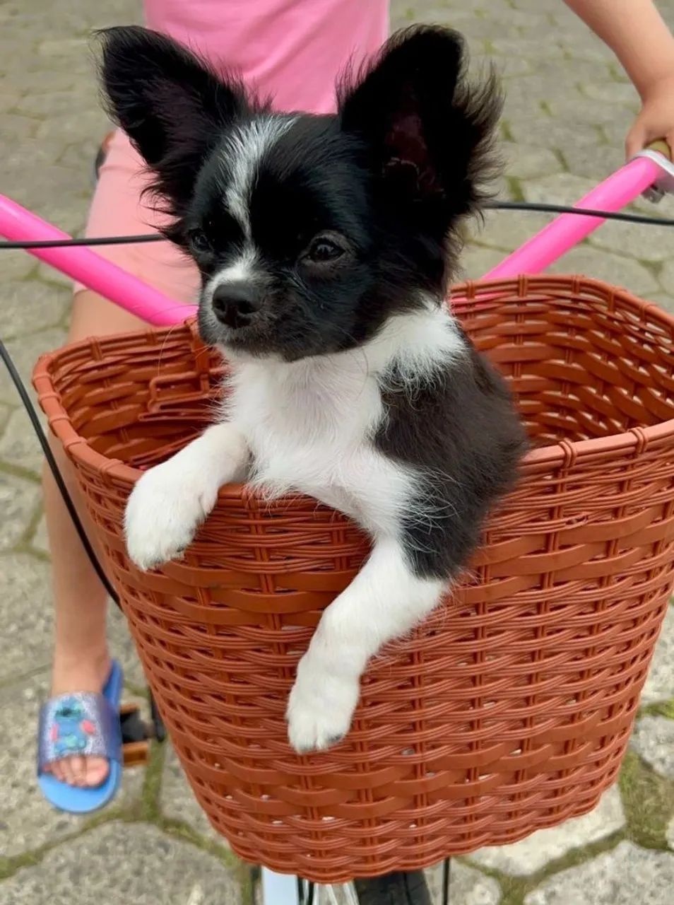 FILHOTE DE CHIHUAHUA PELO LONGO 