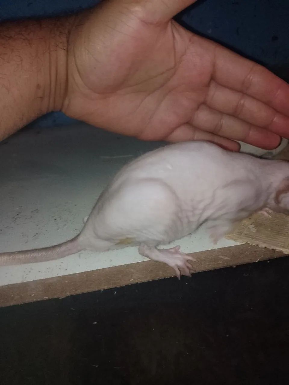Rato Twister  - Foto 2
