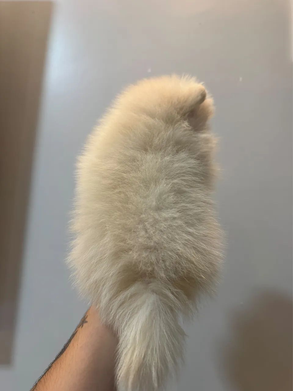 Spitz alemão anão macho - Foto 2