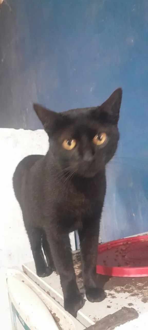 Gatos para Adoção  - Foto 4