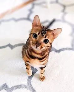 Bengal  - Foto 2