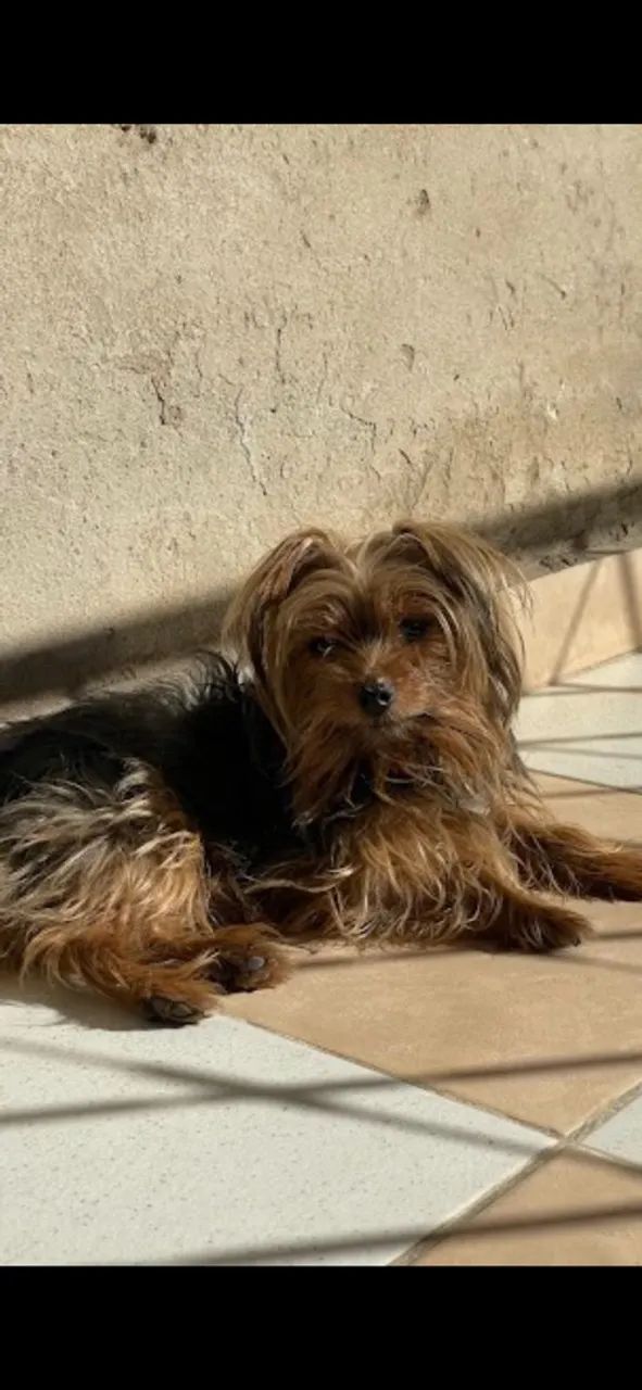 Procura-se cachorro 