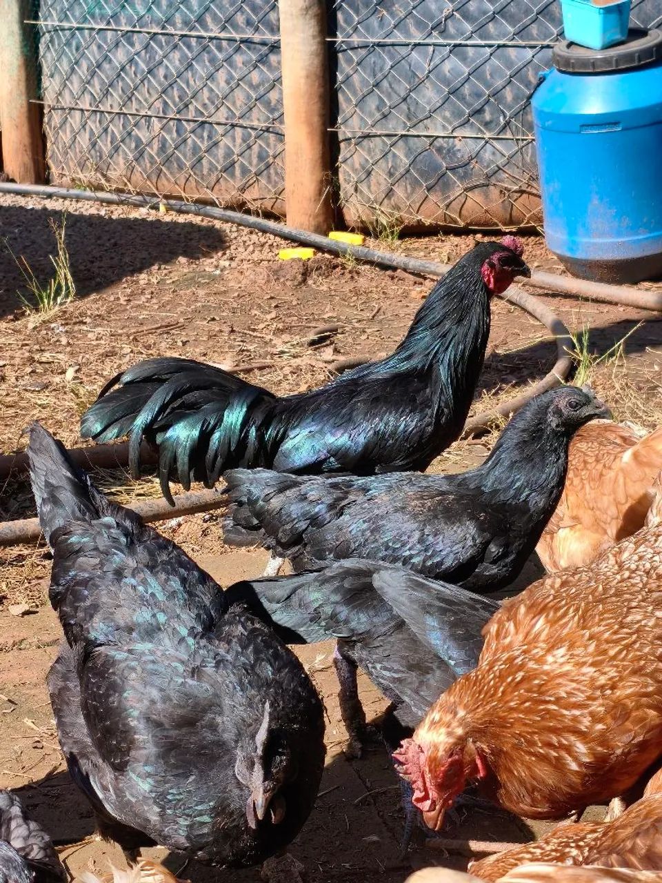 Galo sumatra Blue e black - Foto 2