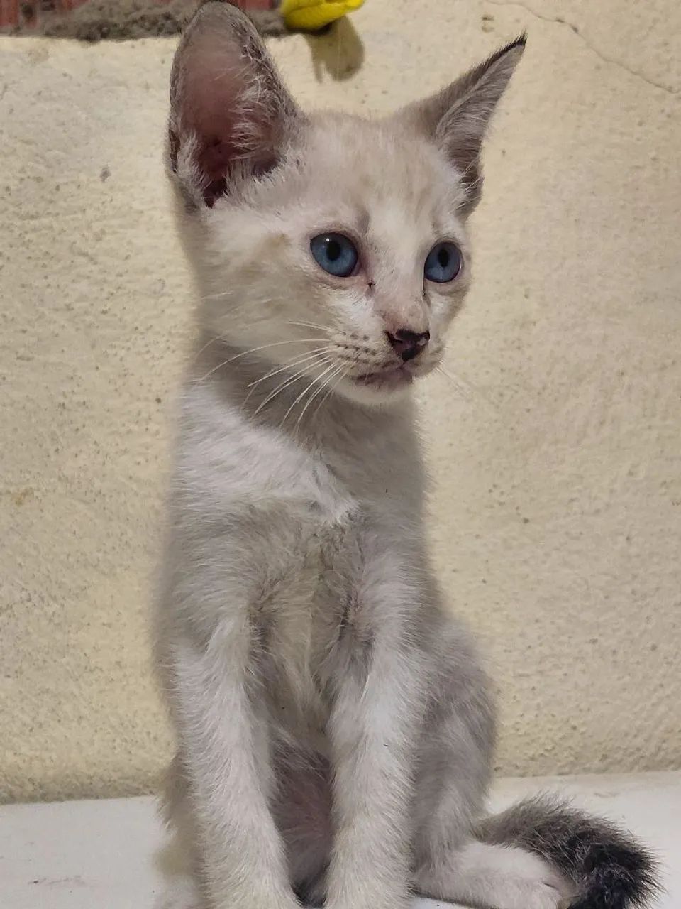Gatos para Adoção Responsável - 45 dias - Foto 2