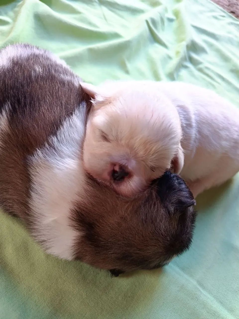 Lindos Cachorrinho da Raça pequinês  - Foto 5