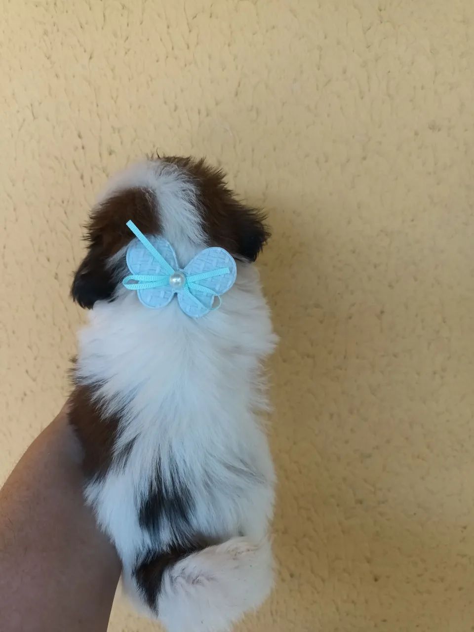 Shitzu parece um ursinho  - Foto 5
