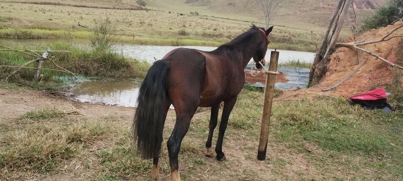 cavalo marcha picada,3 anos e meio castrado porte médio pra grande , castanho mascarado ok - Foto 3