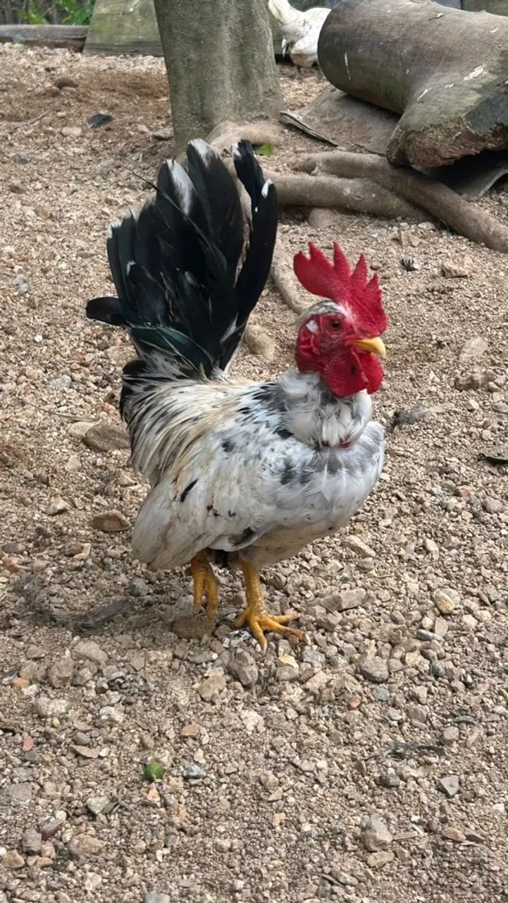 L O T É de Galos...Barbada! - Foto 2