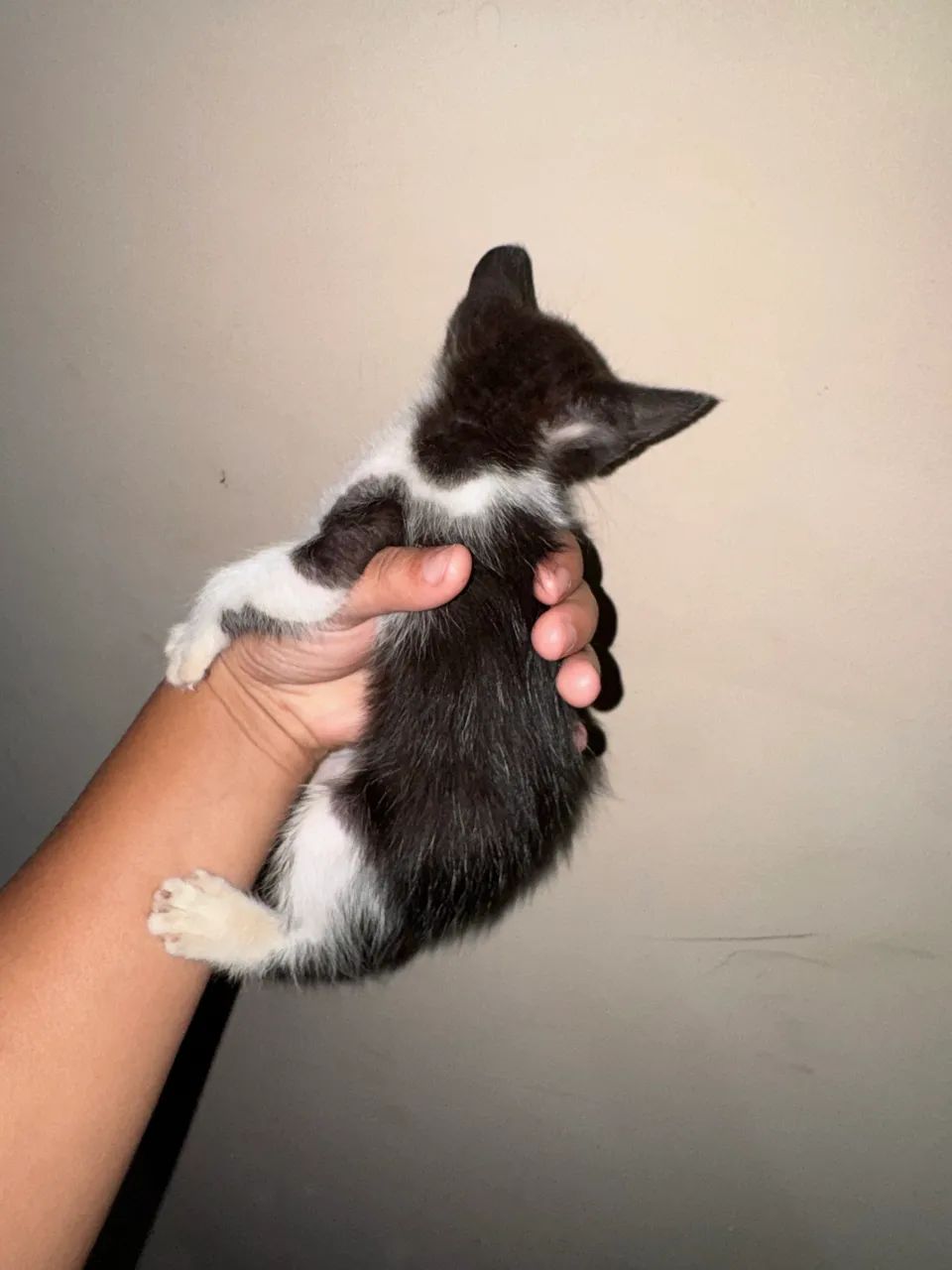 Doação de gatas fêmeas  - Foto 5