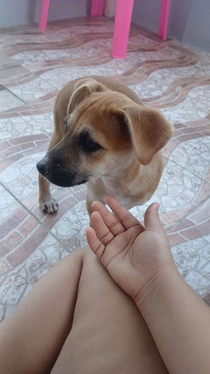Doação de cachorro