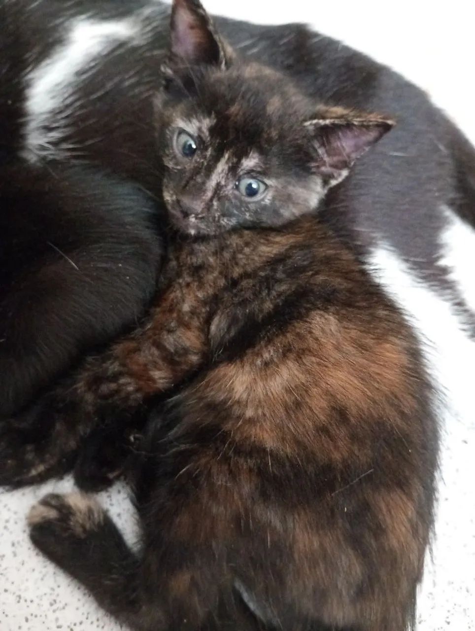 Gatinha para doação  - Foto 5