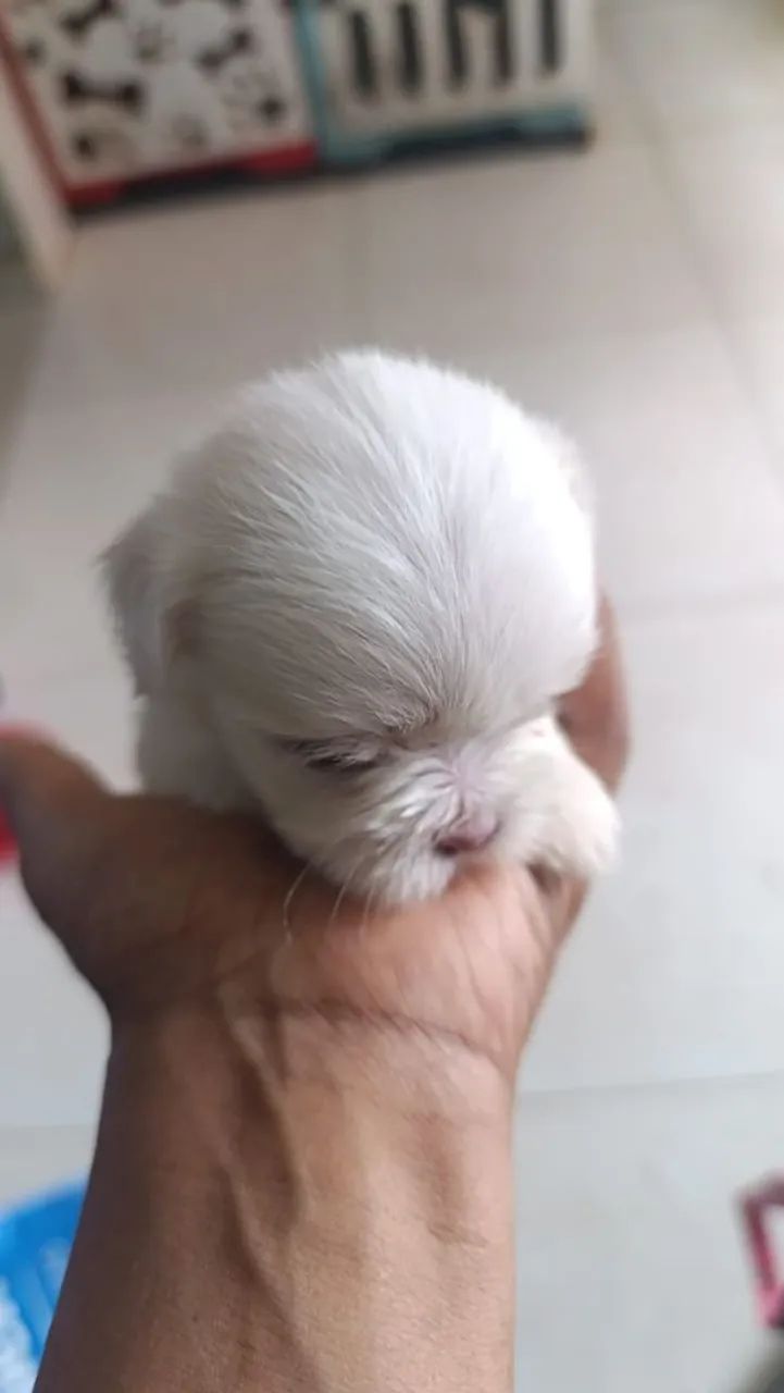 Venda de cachorro  - Foto 3