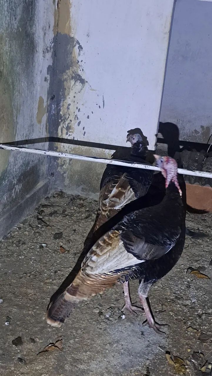 2 peru macho 