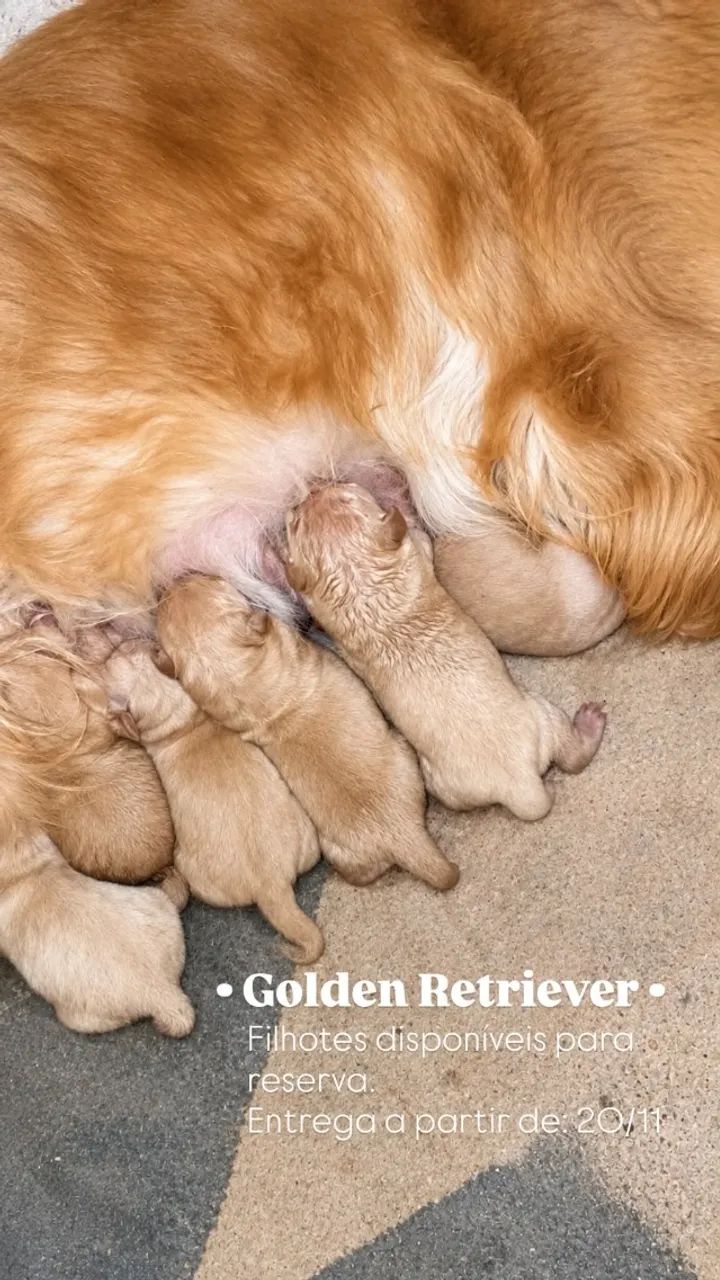 GOLDEN RETRIEVER
