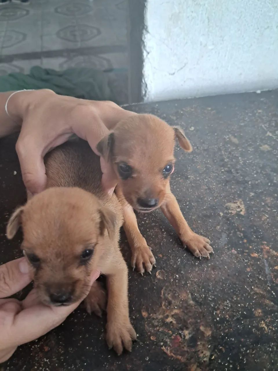 Vendo pinches 