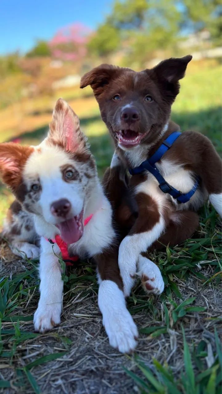 Filhotes Border Collie