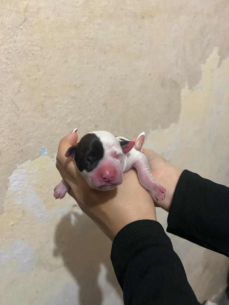 Pitbull  - Foto 5