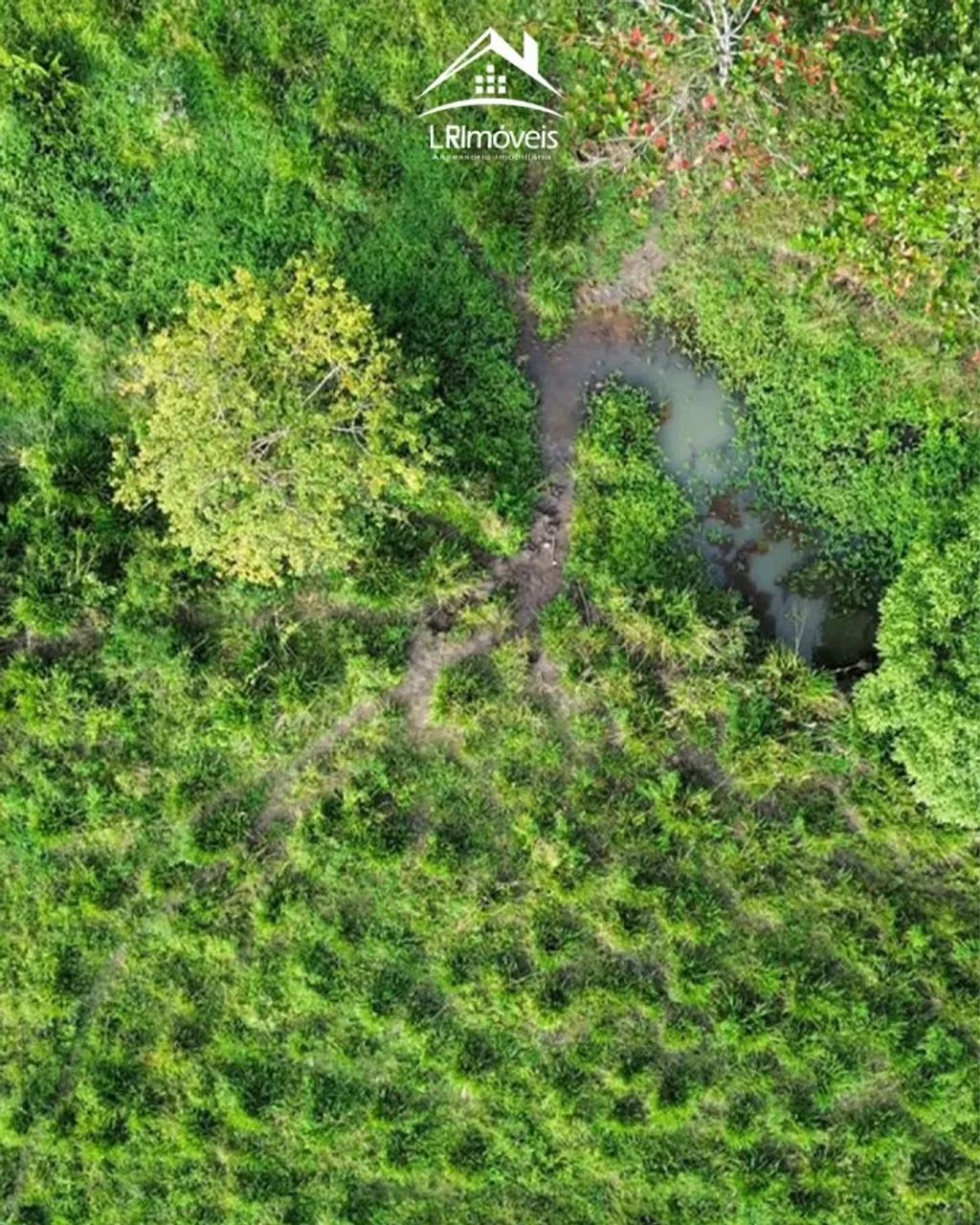 Fazenda para Venda em Murici - Foto 3