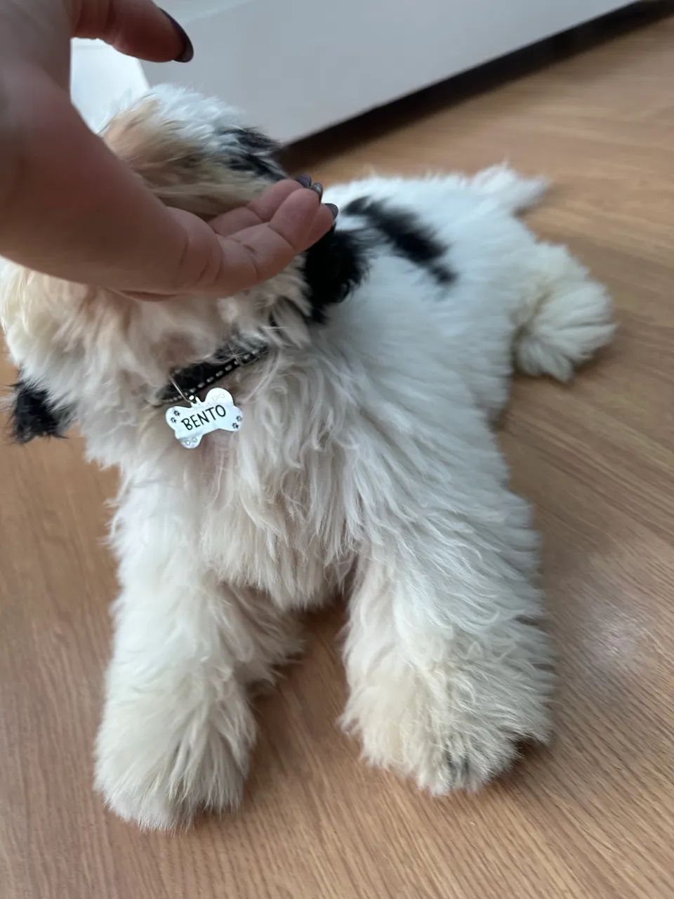 Cachorro da raça Shith zuh macho 