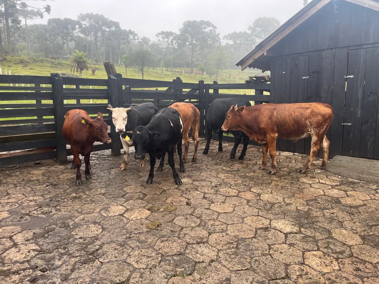 Bois castrados  - Foto 4