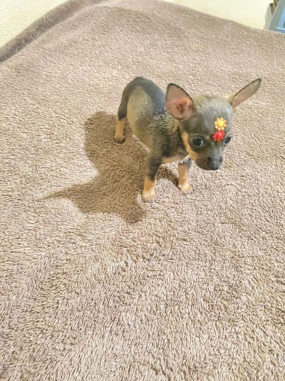 Pinscher machinho  - Foto 3