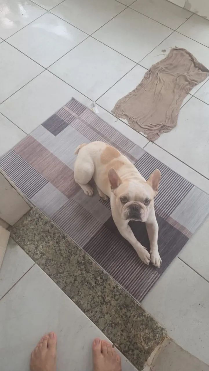 Doando bulldog frances - Foto 2