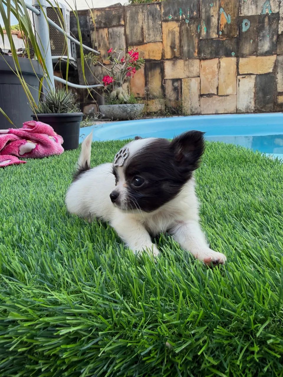 Chihuahua Bebezinho  - Foto 3