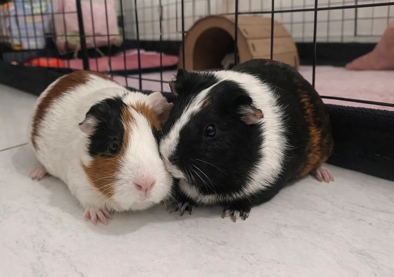 Adoção porquinho da índia 