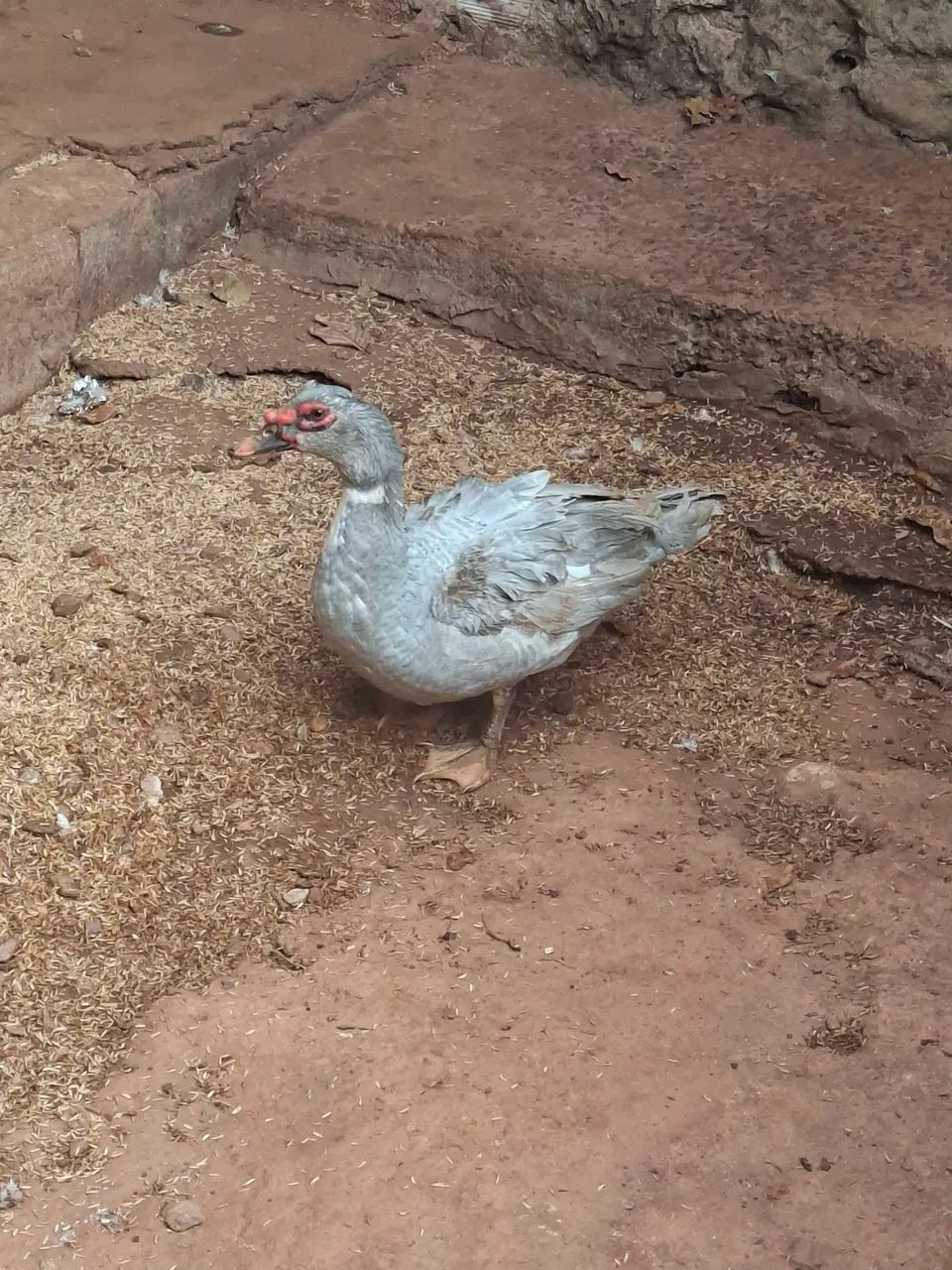 Patos machos - Foto 5