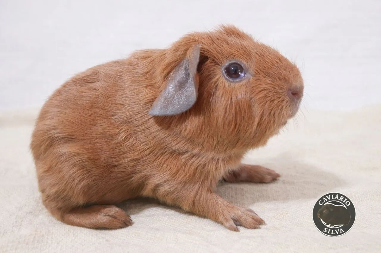 Porquinho da india Self dourado macho