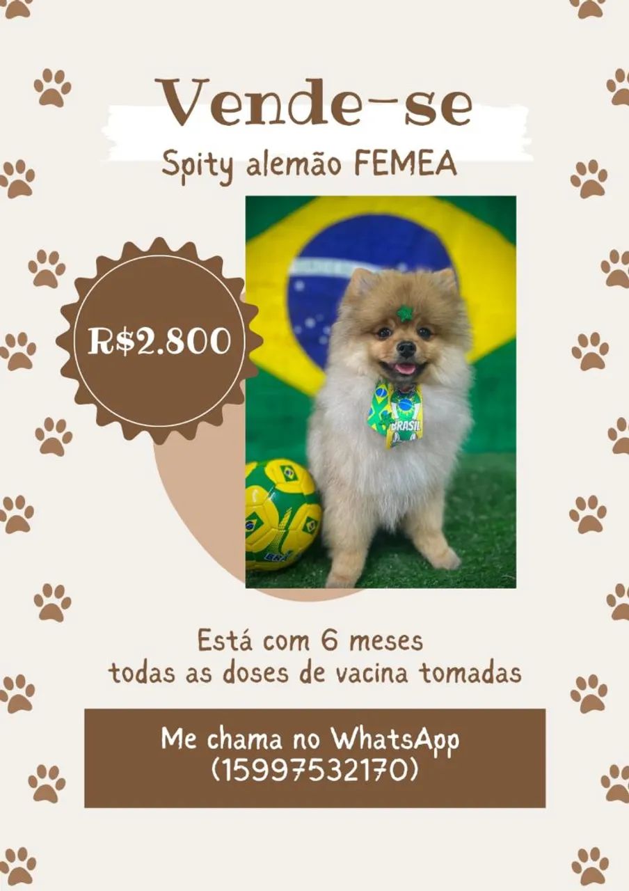 Cachorra 