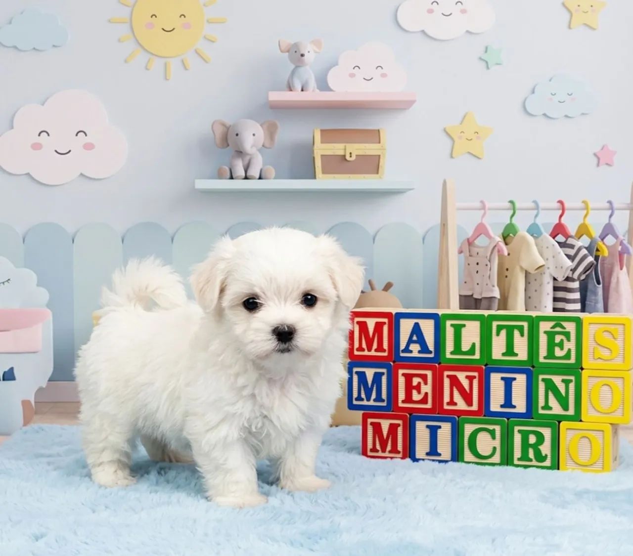 Maltês micro - Foto 3