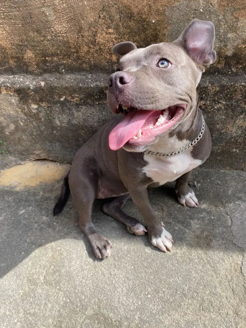 Cachorro bully - Foto 3
