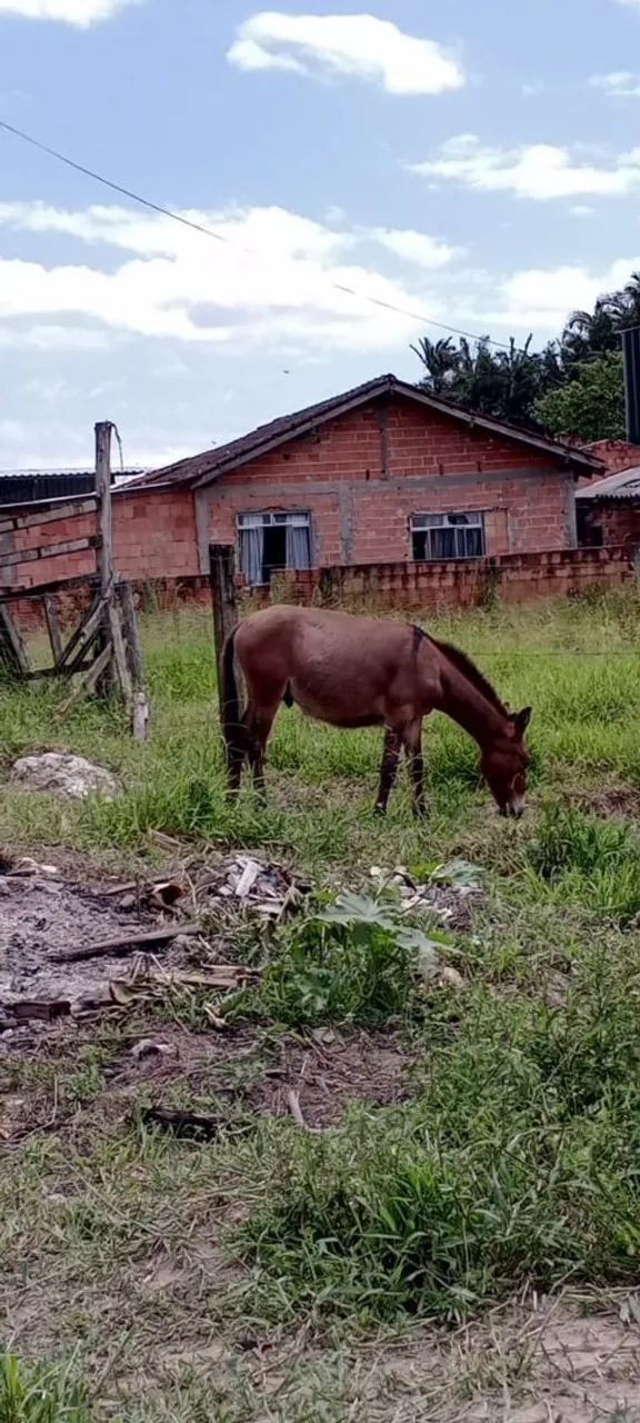 Burro xucro a venda - Foto 3