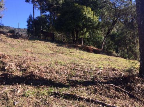 Terreno em Urubici, ideal p/ empreendimento comercial - Foto 4