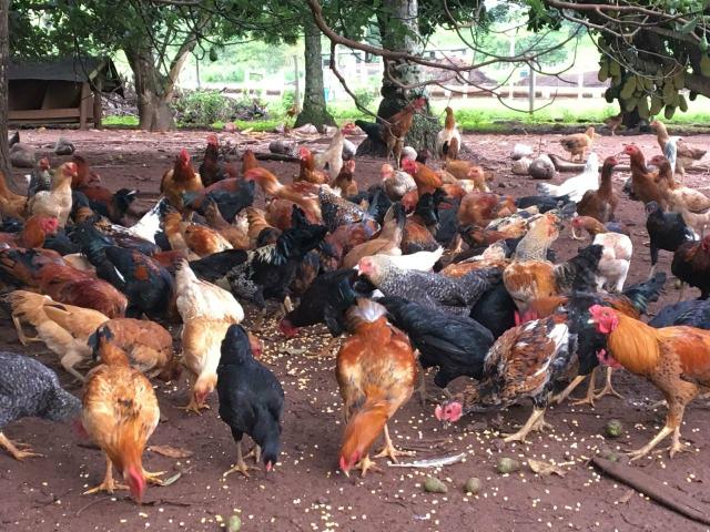 Frango Caipirão 38,00 - Outros itens para comércio e escritório ...