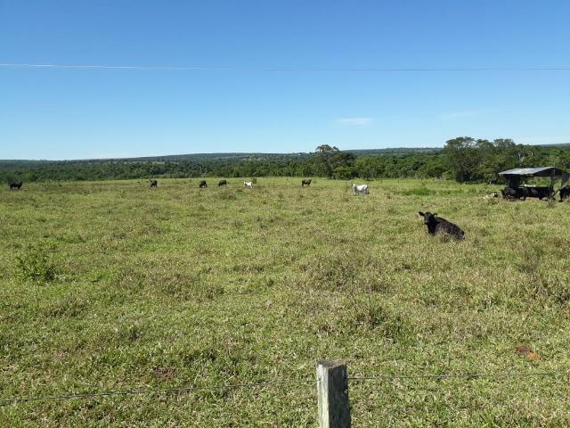 Fazenda c/ 620he, plantando em 200he, 240he em pastagens, Itiquira-MT - Foto 7