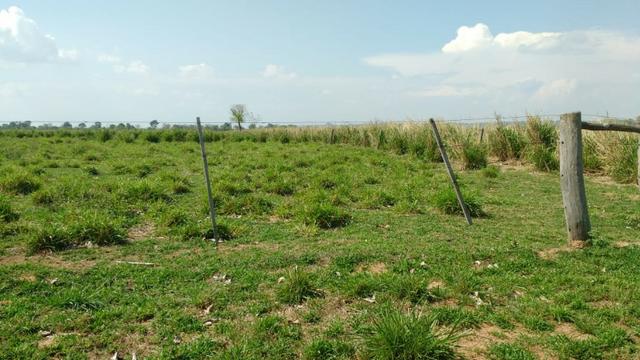 Fazenda c/ 1.000he, 620he formados, Itiquira-MT - Foto 15