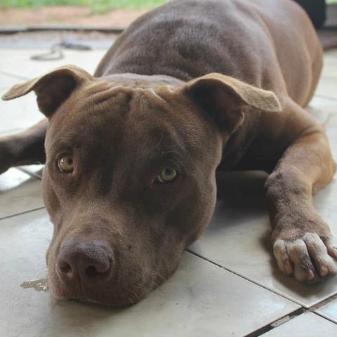 Pitbull disponível para cruzar - Foto 3