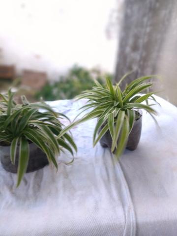 Plantas a venda