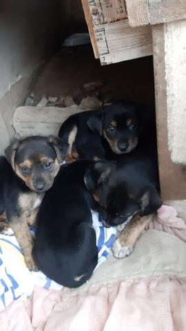 Cachorrinhos para doação responsável - Foto 4