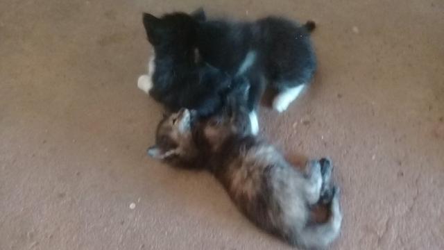 Doação de lindos gatinhos mestiços - Foto 2