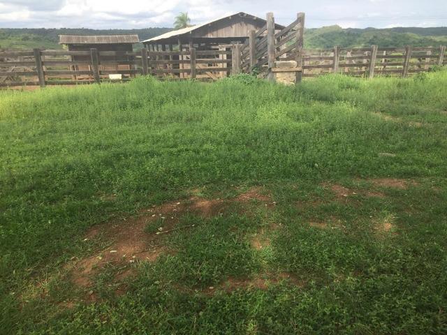 Fazenda c/ 912he, 550he formados, Terra boa, Itiquira-MT - Foto 4